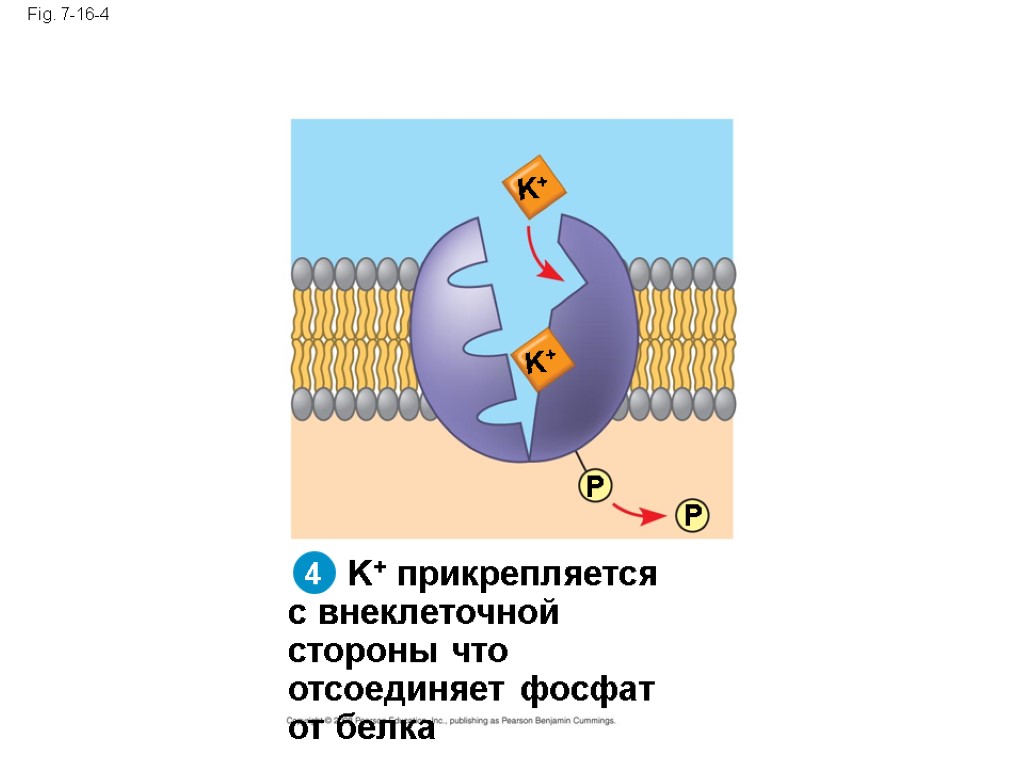 Fig. 7-16-4 K+ прикрепляется с внеклеточной стороны что отсоединяет фосфат от белка P P